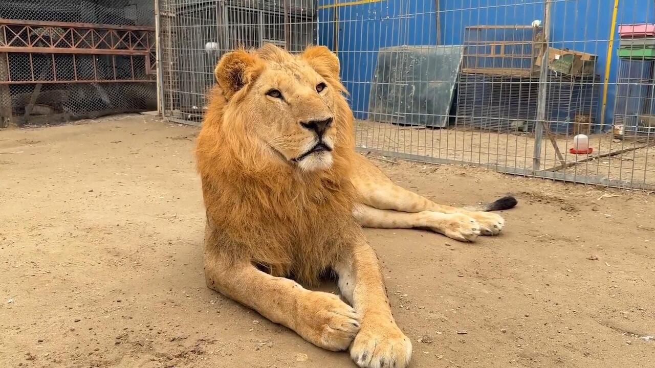 نقص الغذاء والدواء يهددان حياة الأسد "سيمبا" والحيوانات البرية في غزة