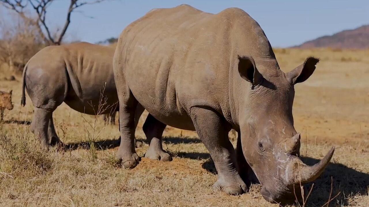 Radioactive rhinos! - South African scientists use nuclear tech to beat the poachers

