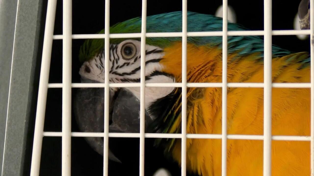 Really wild! Hundreds of exotic animals rescued in huge counter-trafficking bust

