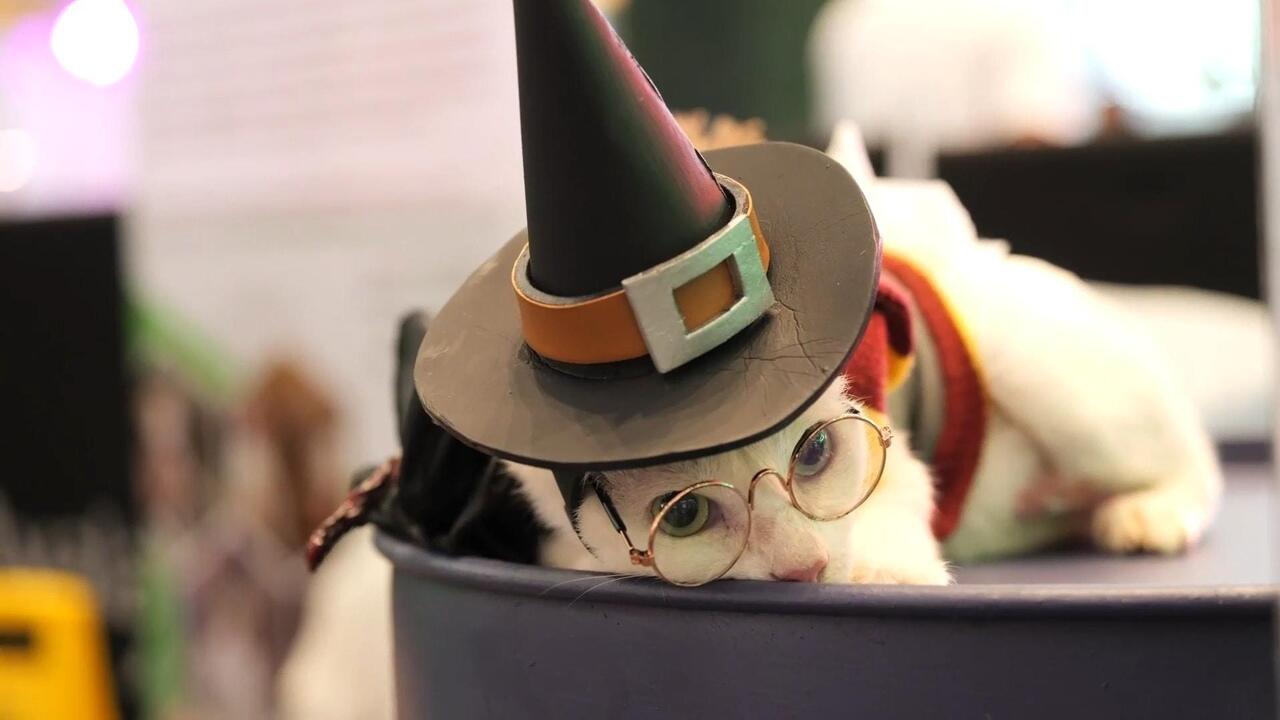 Trick or treat! - Scaredy cats and dogs get all dressed up for Halloween

