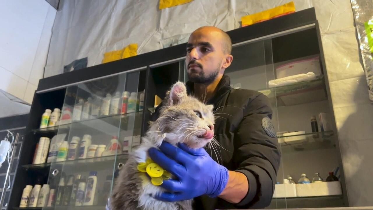 أول عيادة بيطرية في غزة تفتح أبوابها بعد الحرب وتستقبل الحيوانات الأليفة رغم شح الإمكانيات