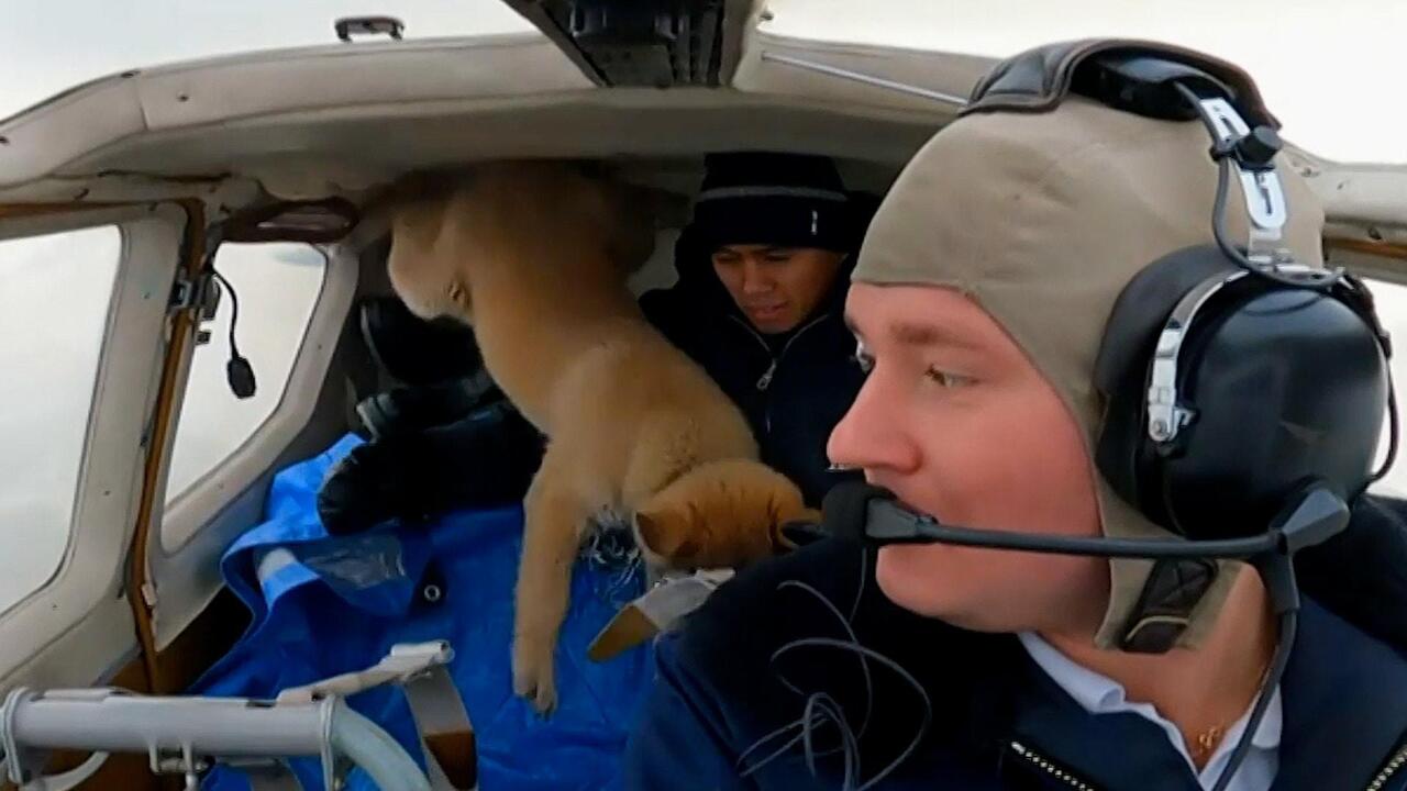 Zero-G pup! Bortach the dog experiences weightlessness over Siberia