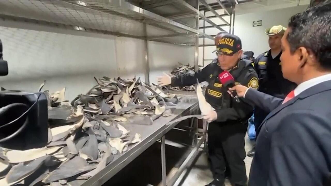 Sounds fishy! - Peru seizes six tonnes of shark fins worth $8m bound for Asia

