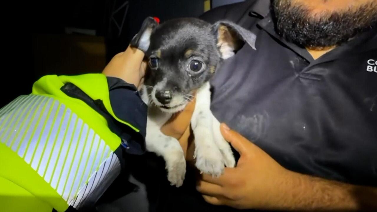 Fireworks storage blast - Pup rescued after explosion triggers deadly blaze
