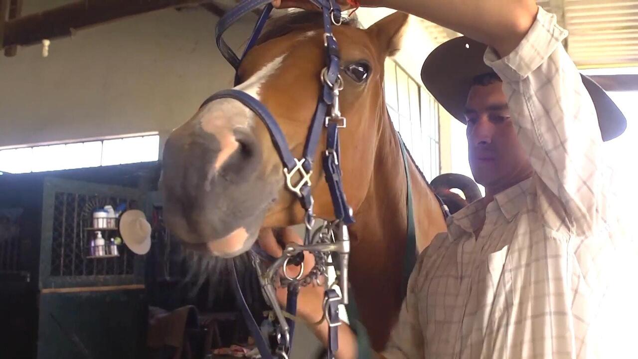 Final furlong! Uruguay receives go-ahead for export of top race horses to China

