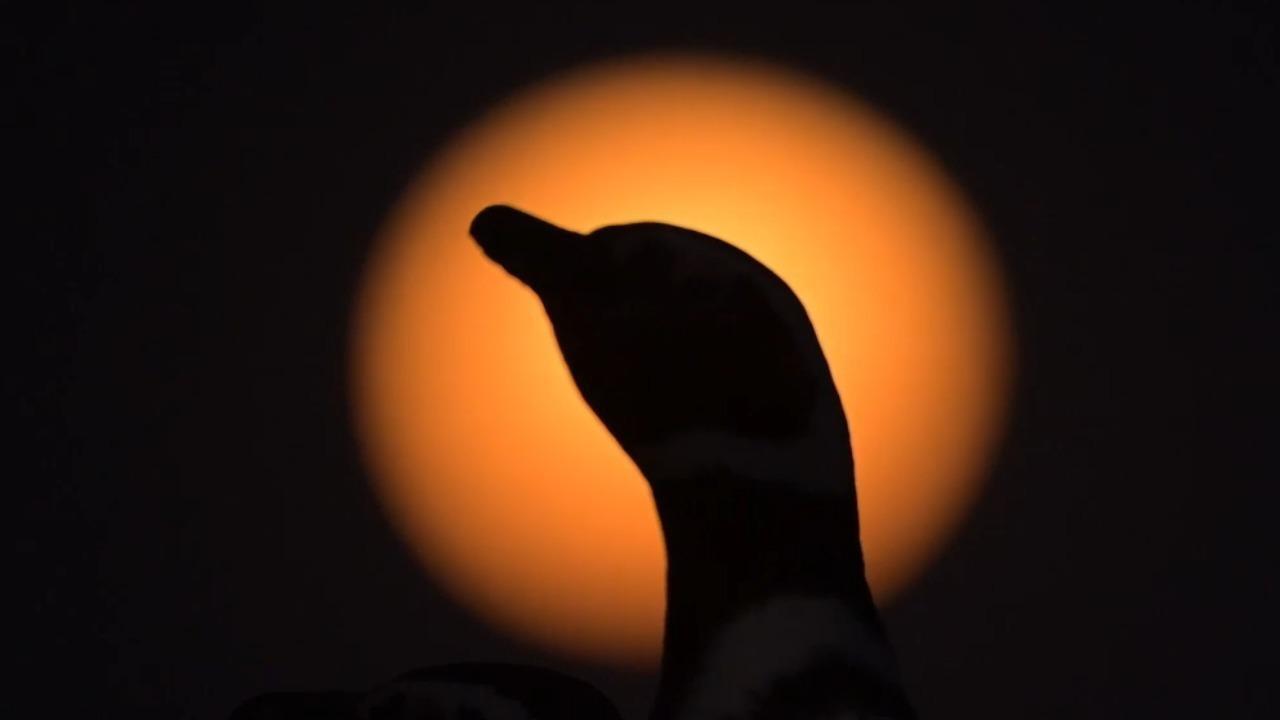 Something to squawk about! Magellanic penguins watch final supermoon