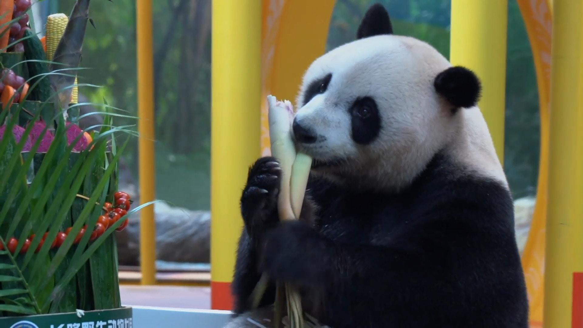 Cuteness overload! World's only panda triplets celebrate 10th birthday ...