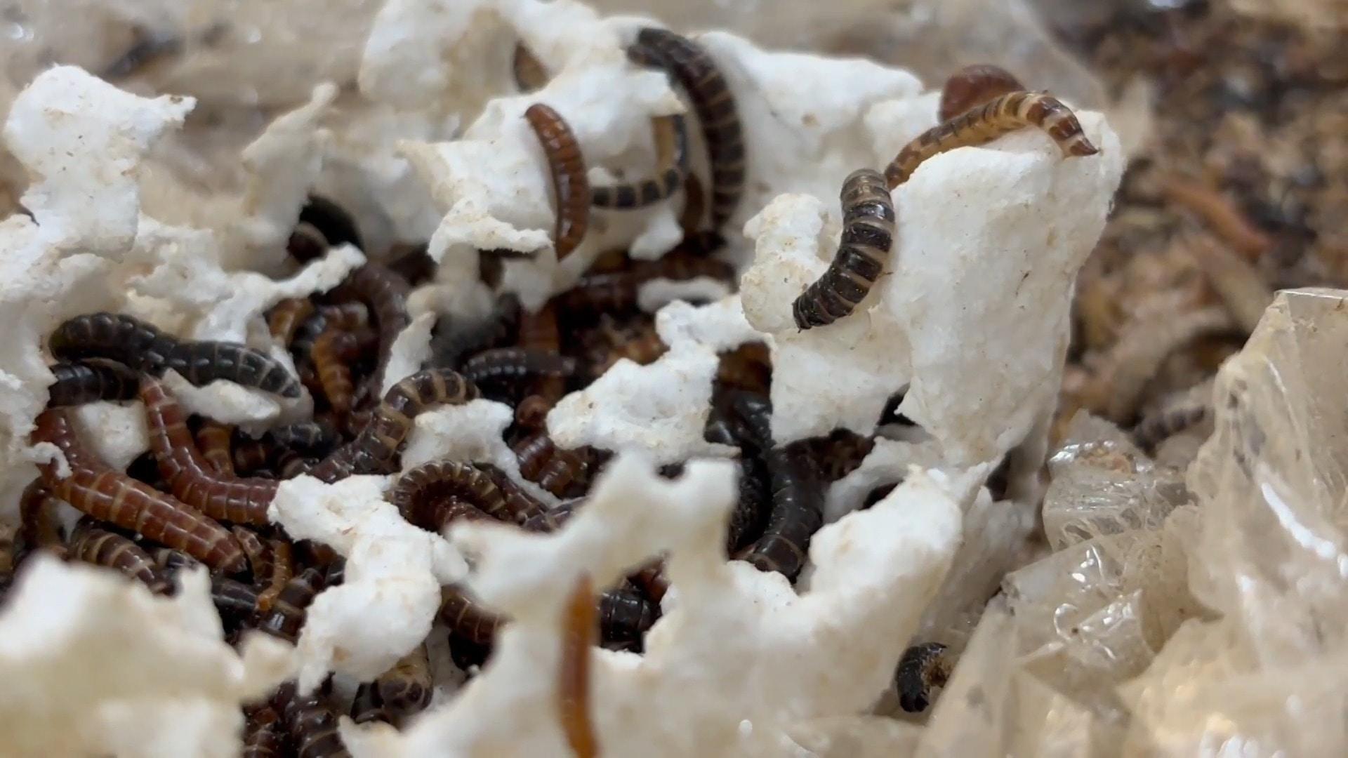 That must be chewy! Kenyan scientists use plastic-eating insects to ...