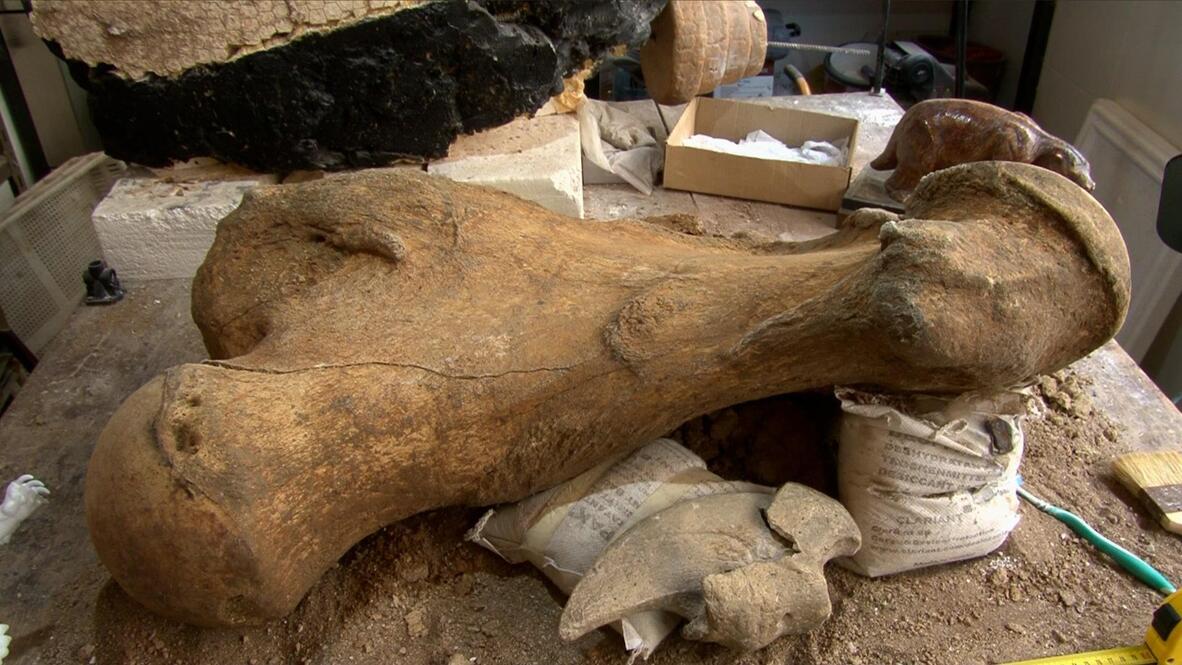 Coastal colossus - 400,000-year-old giant ground sloth discovery ...