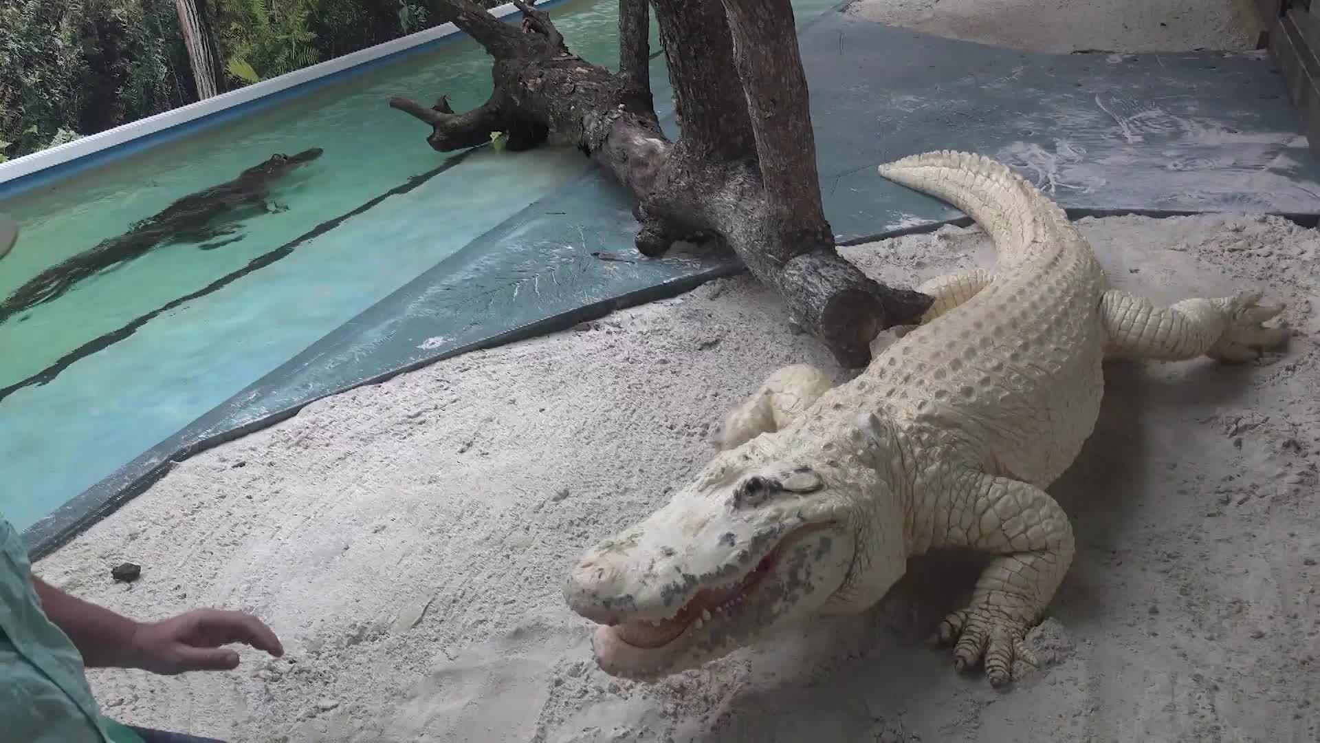 See you later, baby gator! Extremely rare white alligator born in ...