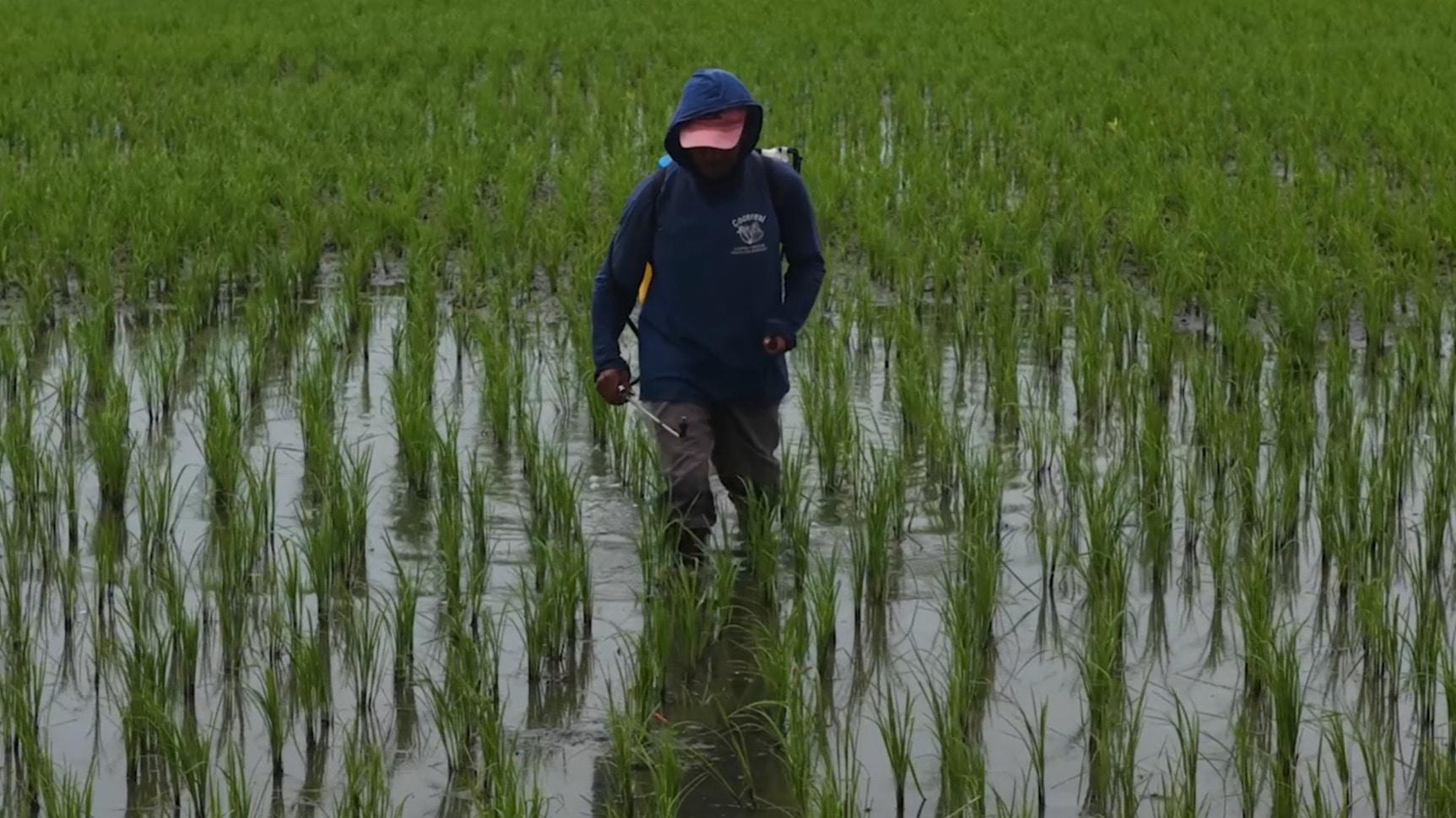 'There are practically no buyers' - Ecuadorian rice farmers face ...