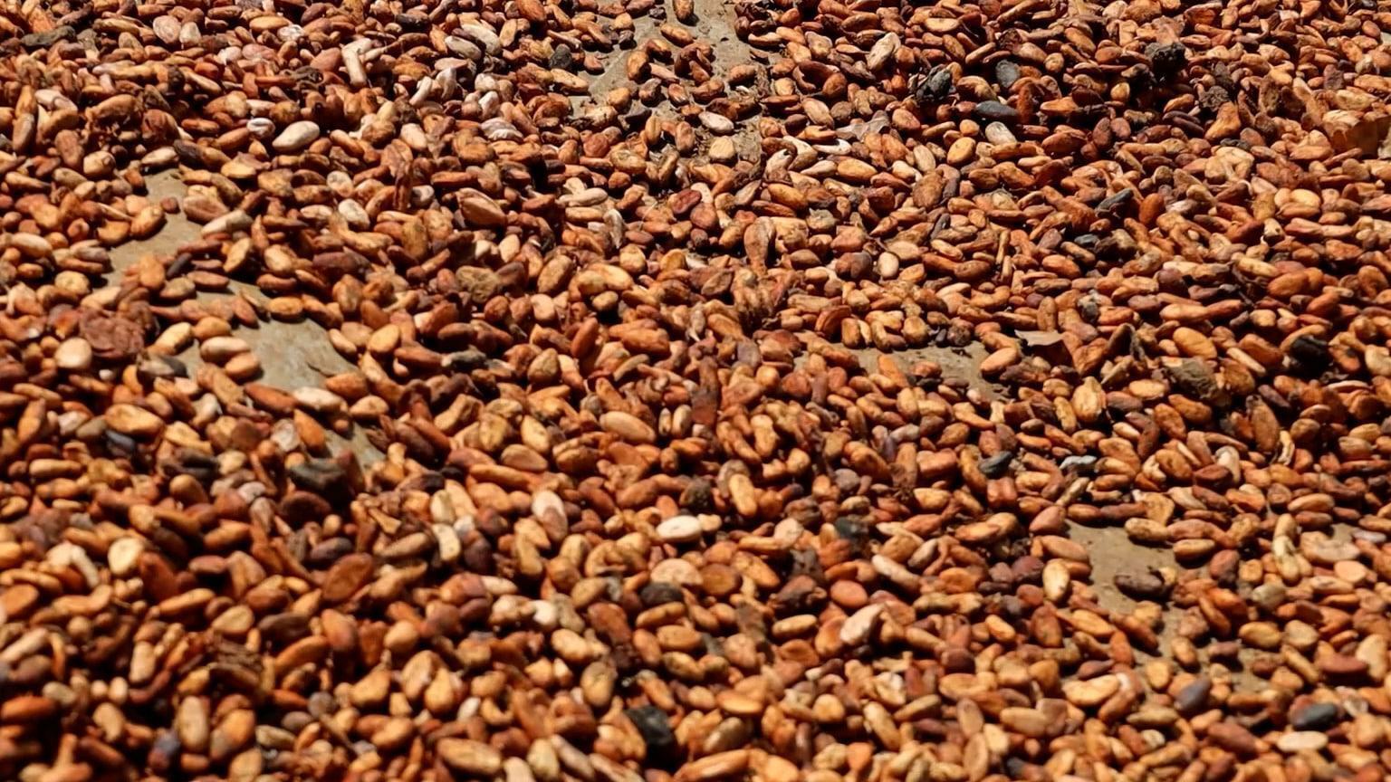 Chock shock - Cameroon cocoa growers left with unsold stock as global ...
