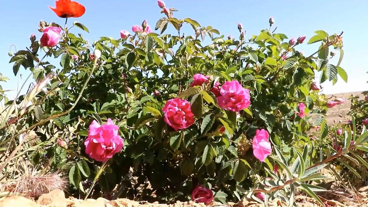 balcony plants low maintenance Buy Evergreen Foliage Plants for Easy Balcony Gardening online from  Nurserylive at lowest price
