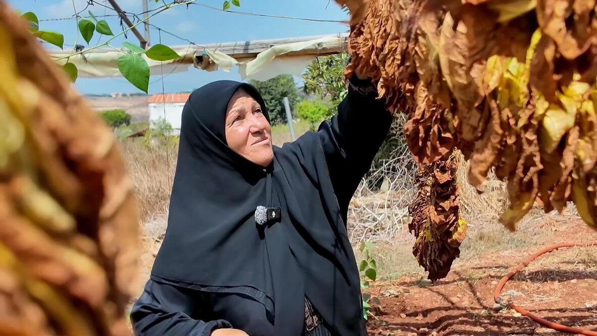 lebanese tobacco Farming in Lebanon  Elliott Colla Beirut Lebanon April 16 2021