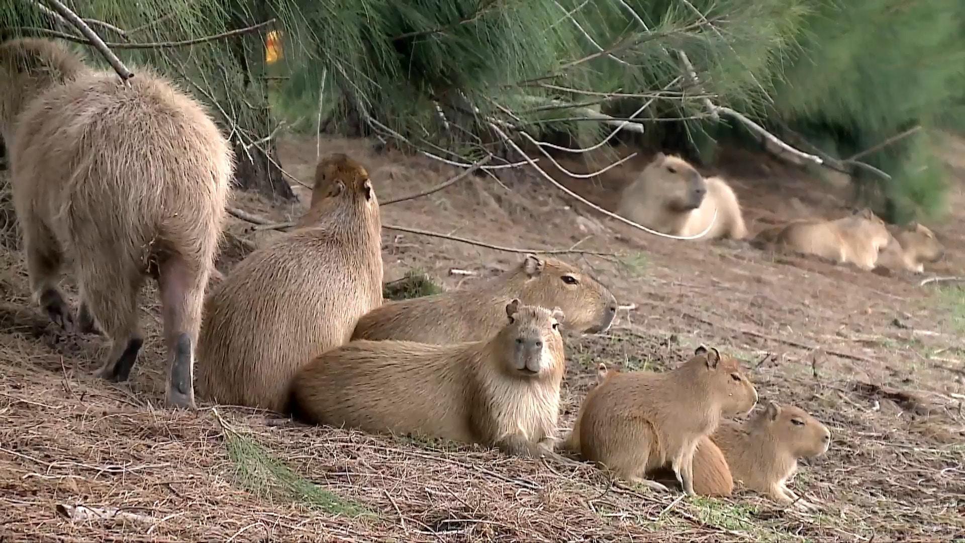 'Give them back part of their own territory' – Capybara sterilisation ...