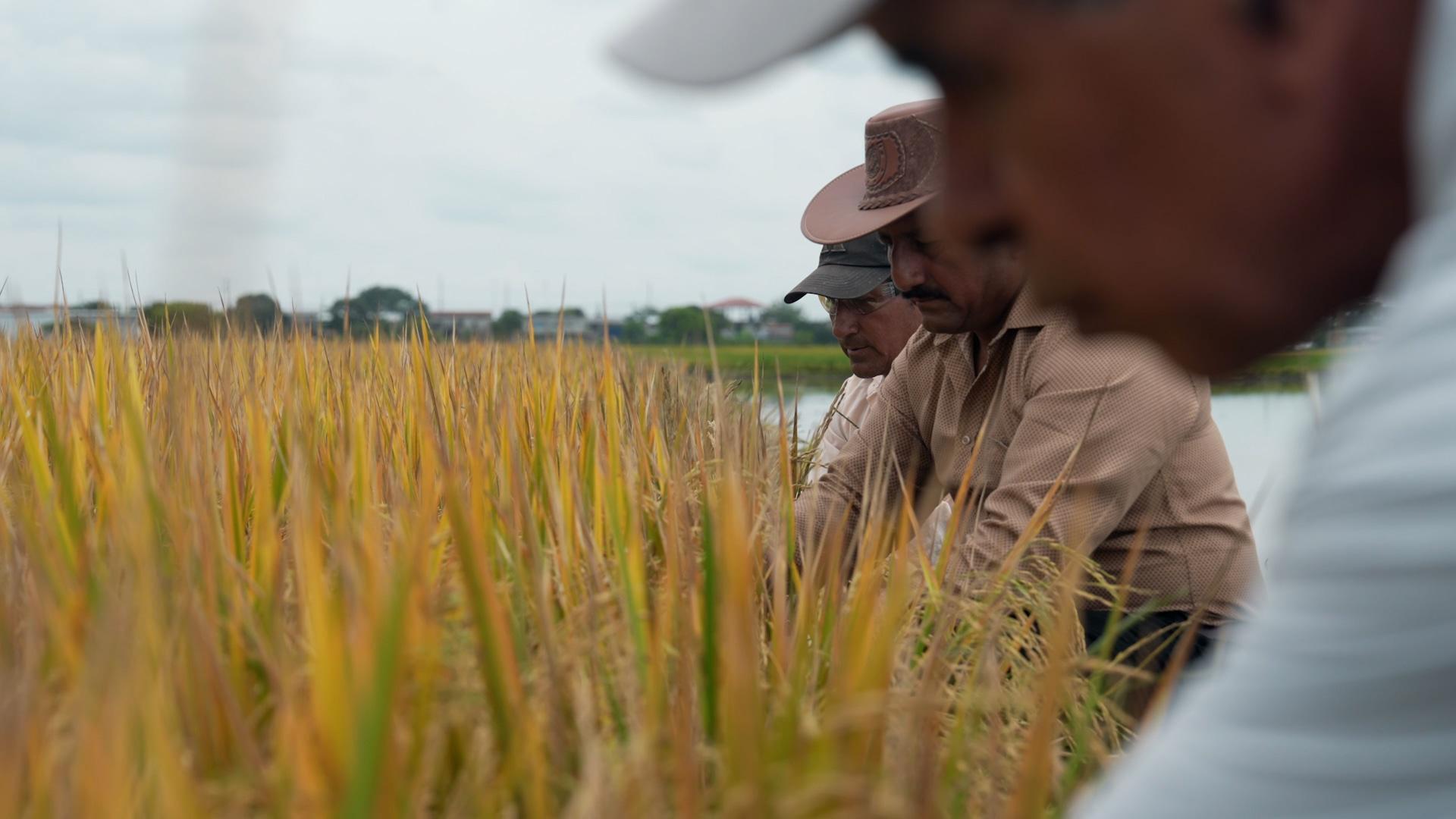 'Farmers will pay the price' - Ecuador rice growers warn of rising ...