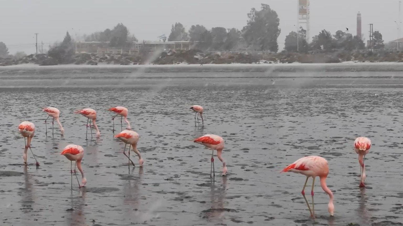 Pink blizzard - Flamingos face flurries in Puerto Madryn’s once-in-a ...