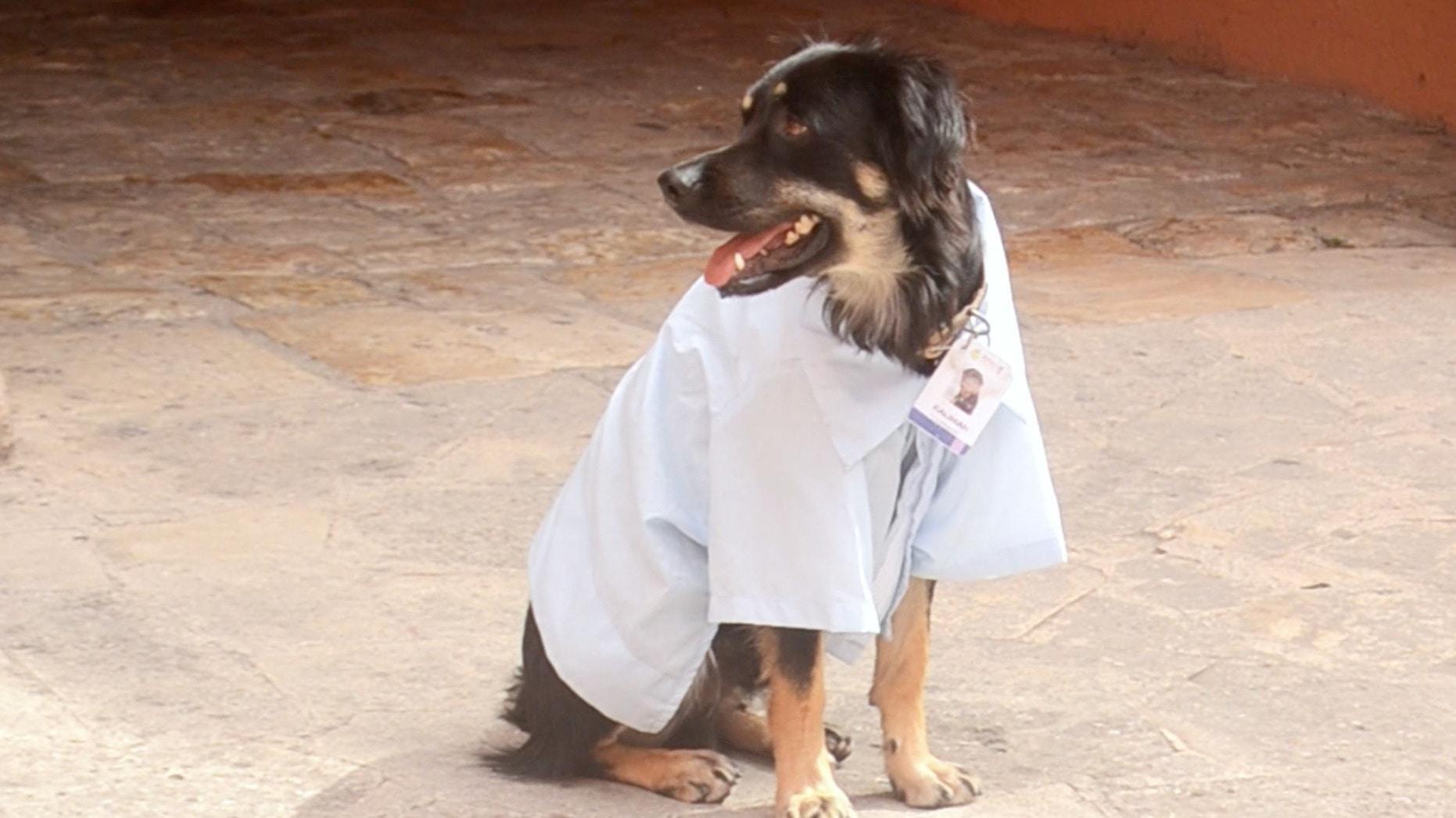 Top dog - Street hound hired as City Hall ‘emotional support director ...