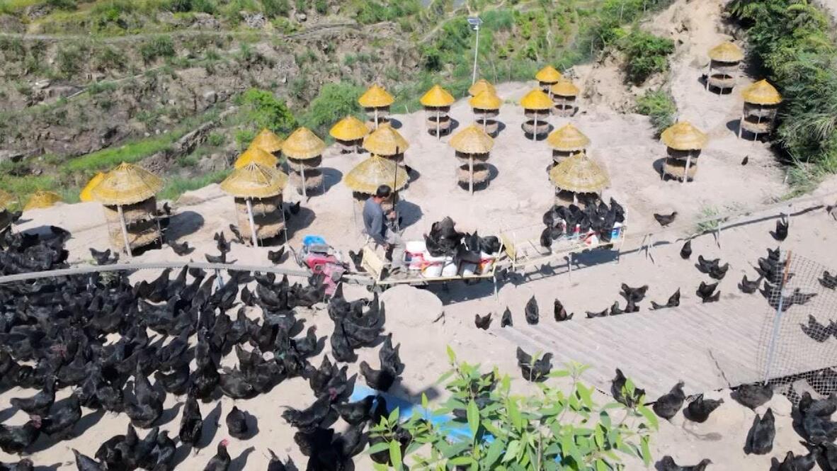 Fowl play - Chinese farmer creates roller-coaster joyride feeder that ...