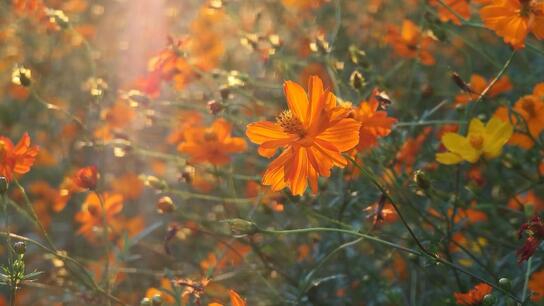 Flower power - Breathtaking golden Cosmos sulphureus bloom in Guilin