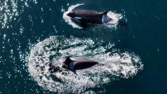 Killer whales in action! Drone captures orcas hunting off Argentine coast 