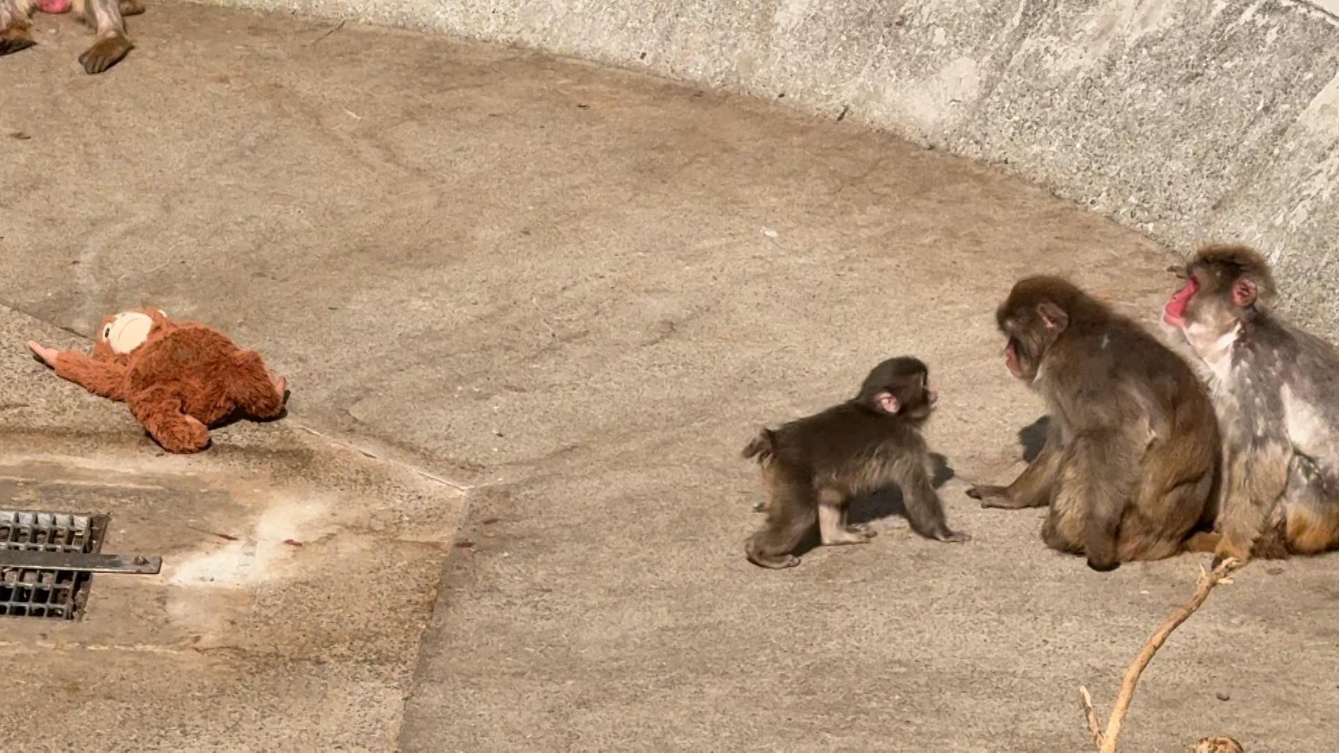 Finding friends - Punch the monkey finally accepted by other