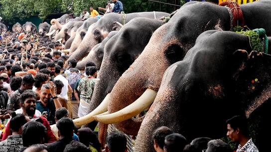 Elephant banquet! Gourmet feast in honour of Lord Ganesha at India’s Thrissur temple