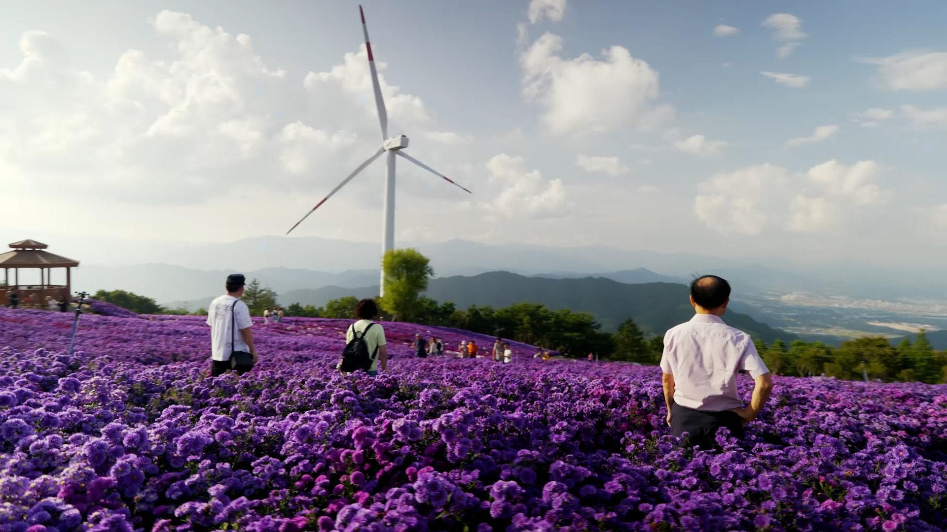Chasing violet – Visitors dive into autumn blooms at ROK’s stunning ...