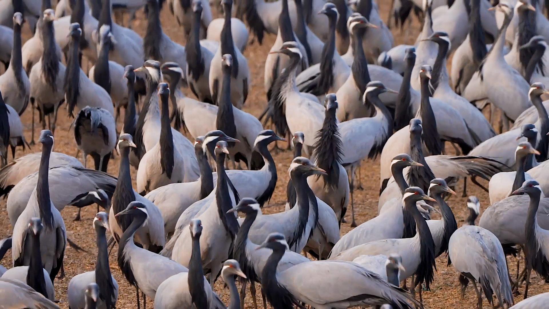 'It's incredible to see!' - Demoiselle cranes descend on Rajasthan ...