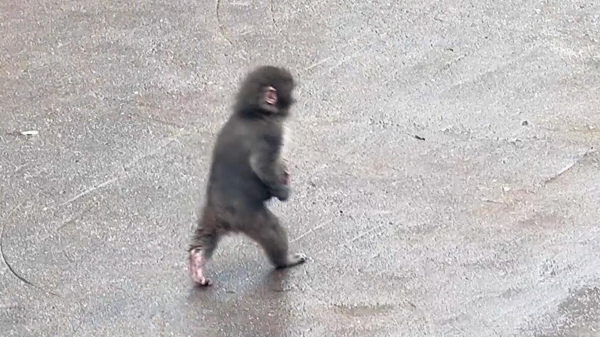 Finding his feet! - Viral sensation Punch learns to walk like a human ...