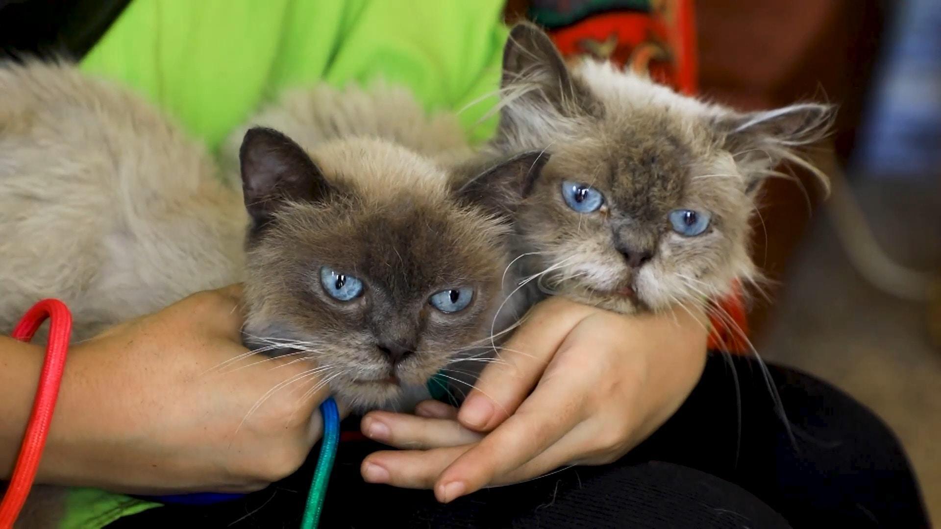 ‘We share what little we find with them’ - Cat lovers describe ...