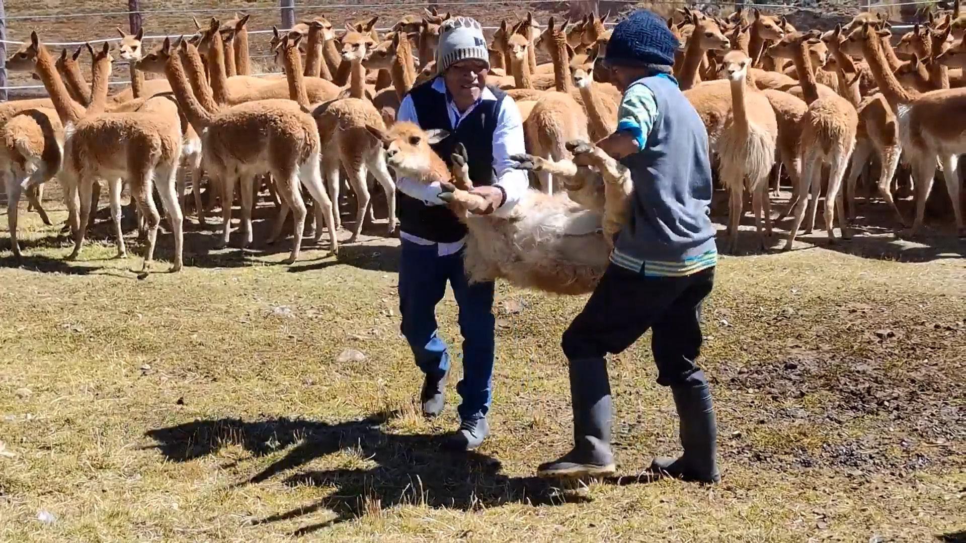 Shear tradition! Peruvian herders bring vicunas to heel in ancient ...