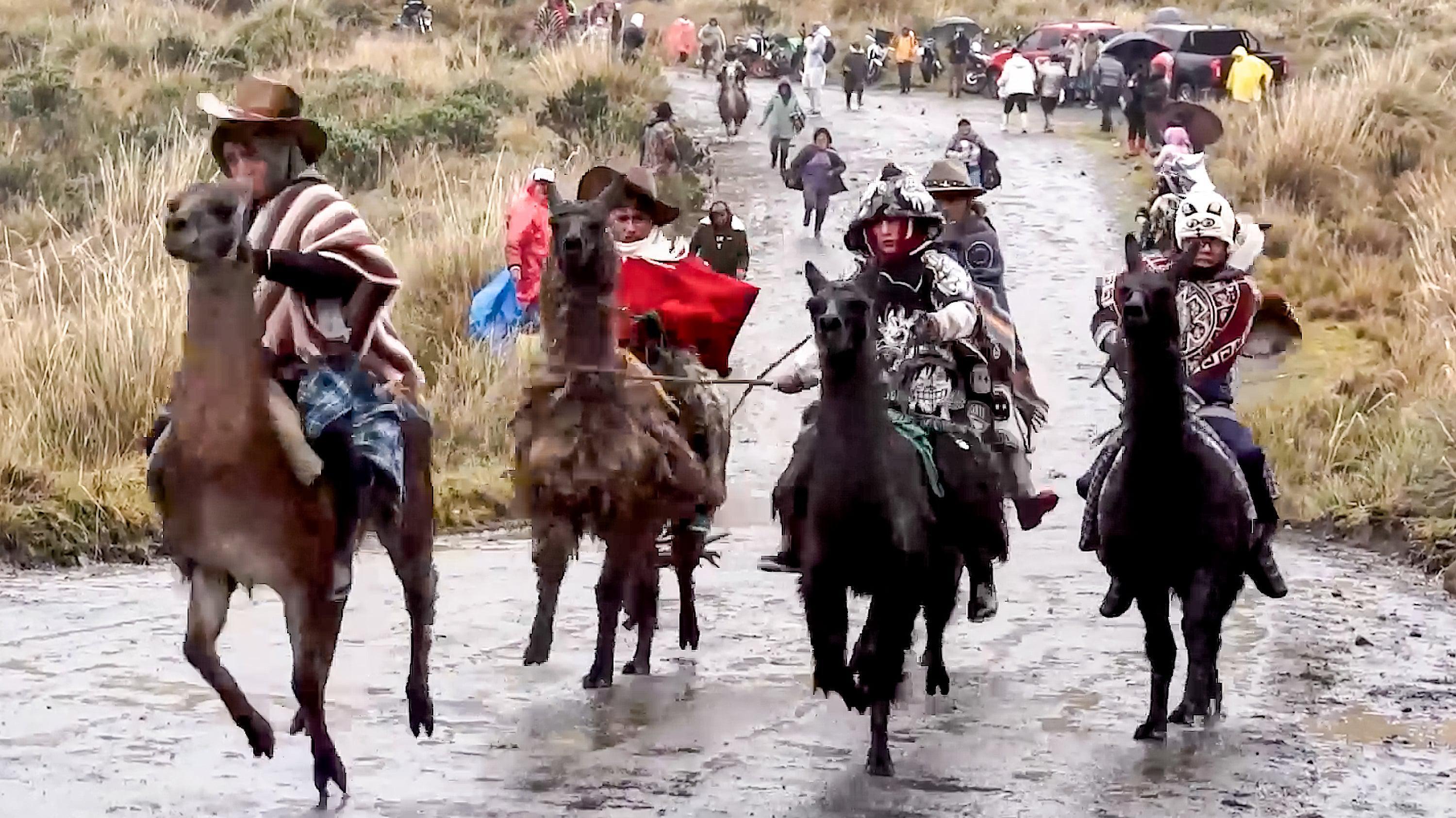 Fast and fur-ious! Fearless riders compete in llama race at Ecuador's ...