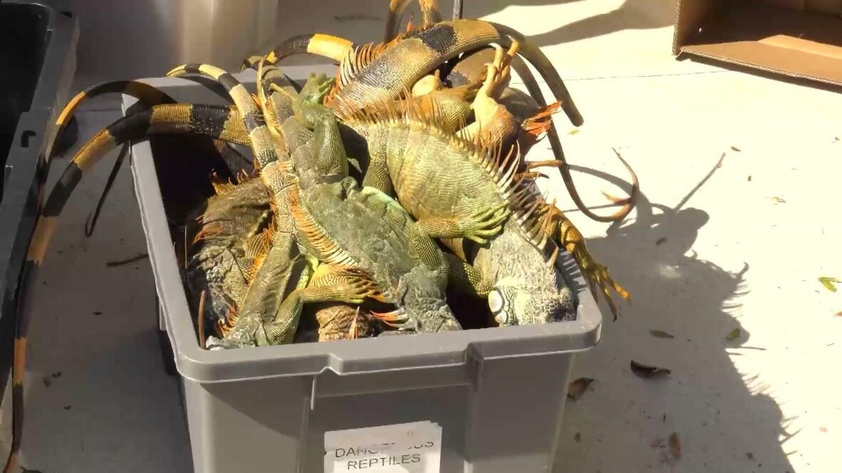 Save the iguanas! - Freak cold snap 'stuns' invasive reptiles as ...