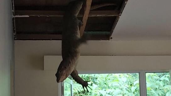Do you have a reservation?! - Komodo dragon crashes into hotel room in Manukan Island
