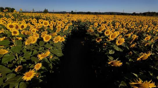 Lost in golden fields! Kahoku Lagoon Sunflower Fields enchants visitors with 2.3 hectare floral maze