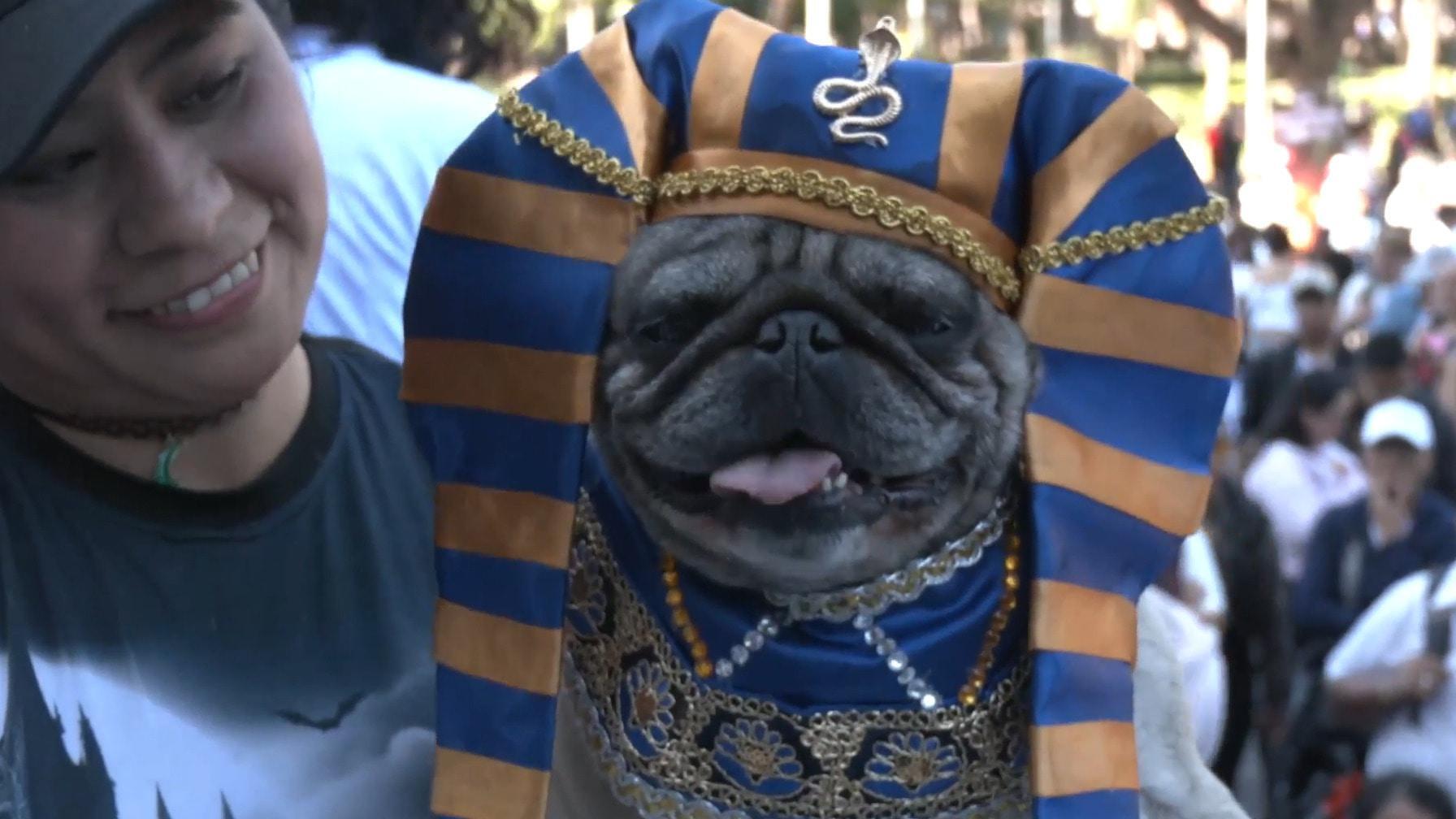Pug-ly as hell, but still kinda cute! Mexico City hosts Pugmania 2025 ...