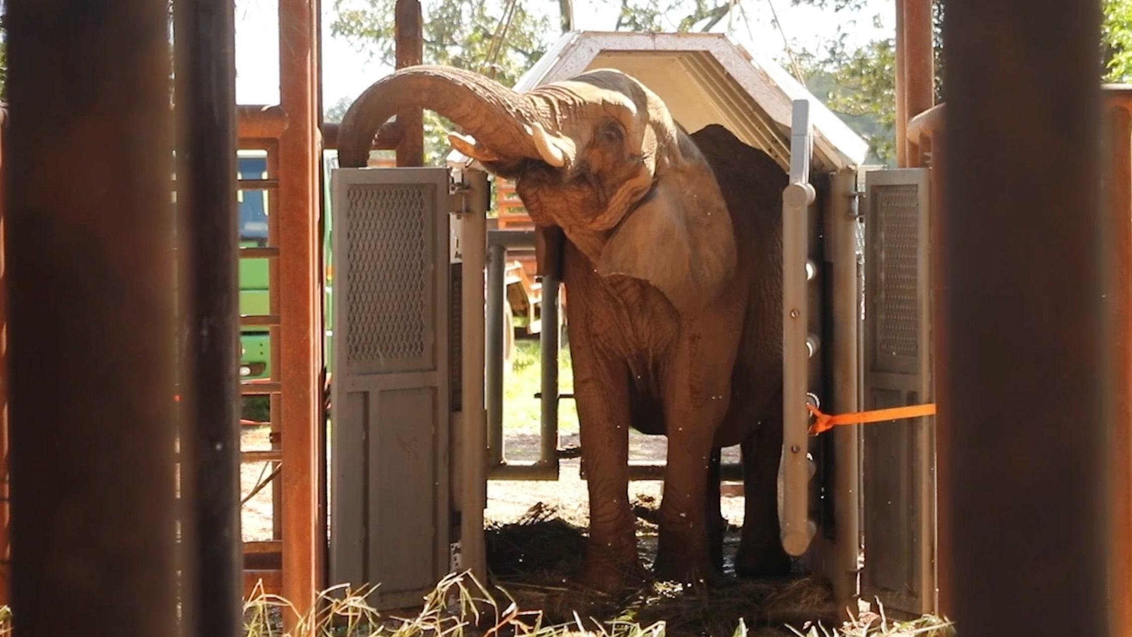 Finally home - Last elephant from former Buenos Aires Zoo arrives at ...
