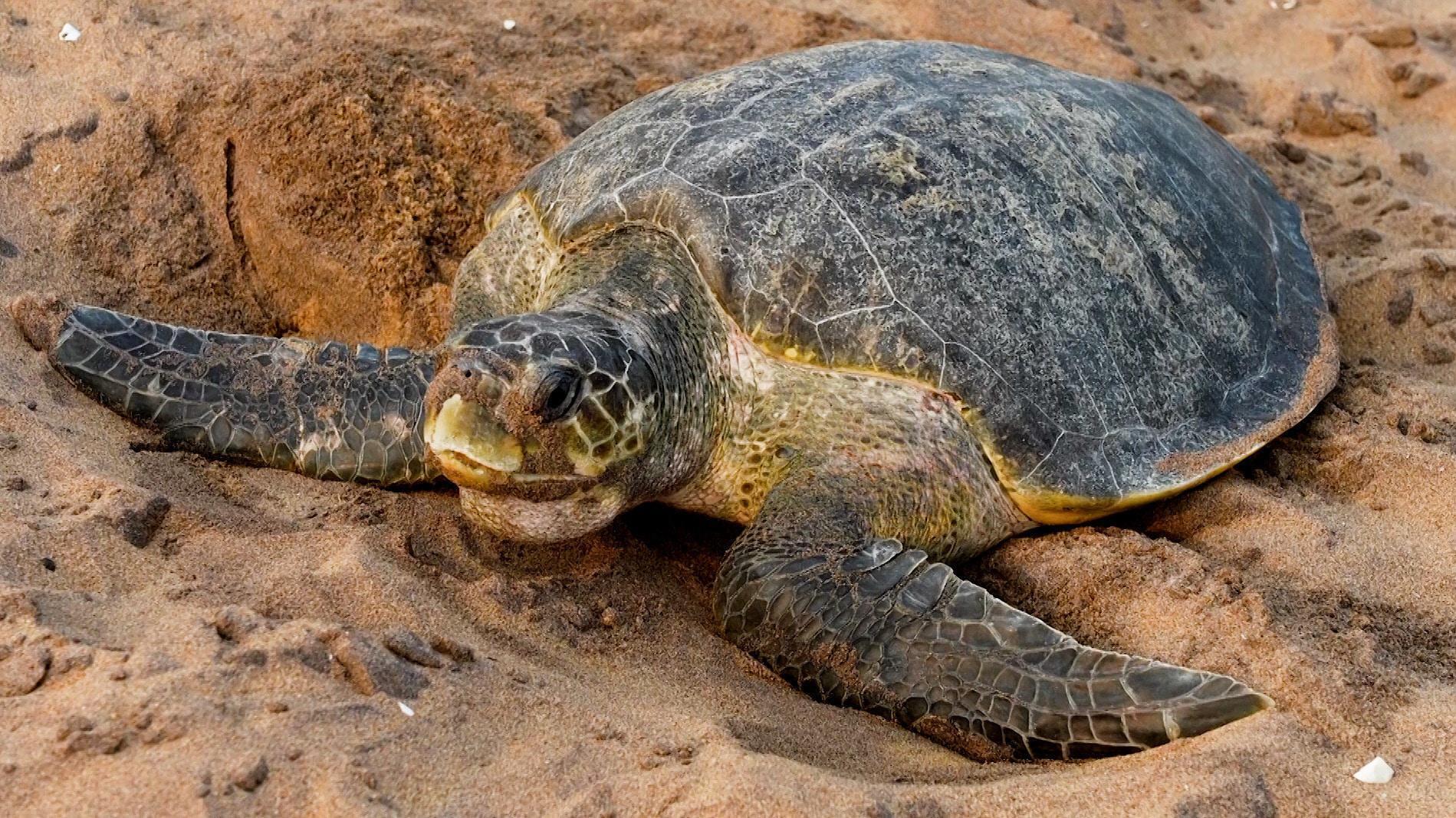 Shell yeah! Thousands of sea turtles appear on Indian beach amid record ...