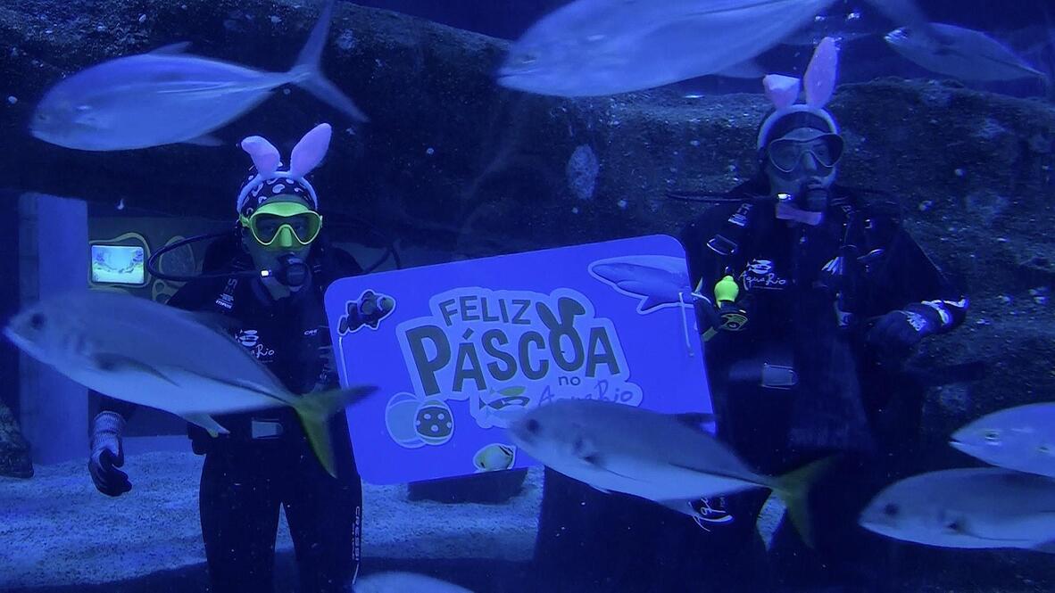 Diving into Easter! Aquarium provides unique holiday experience in Rio ...