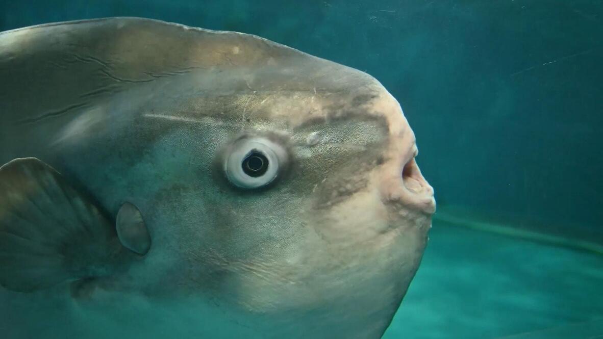 Down in the gills? Aquarium in Japan cheers up lonely sunfish with ...