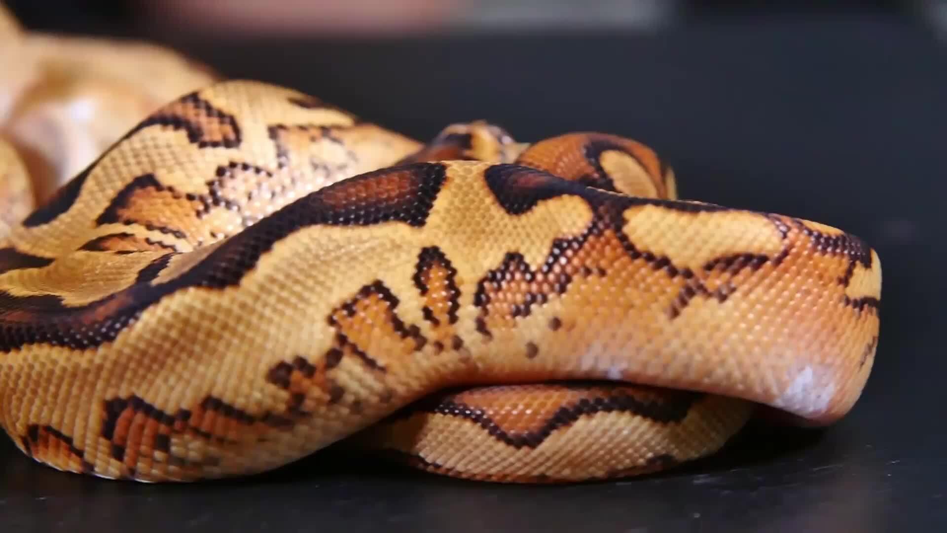 Incredi-ball Pythons! – Famous collector showcases 20-year collection ...